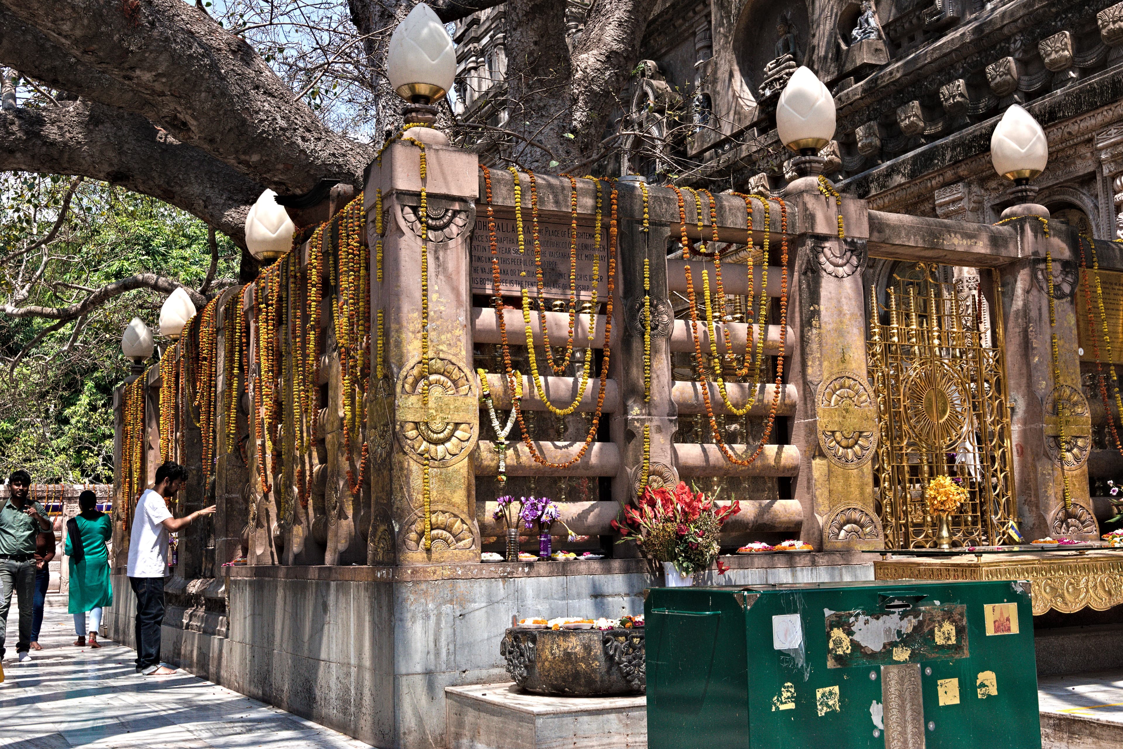 The Bodhi Tree within the Mahabodhi Temple Complex at Bodh Gaya.